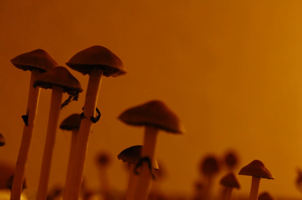 Grzyby psylocybinowe sfotografowane pod ciepłe światło